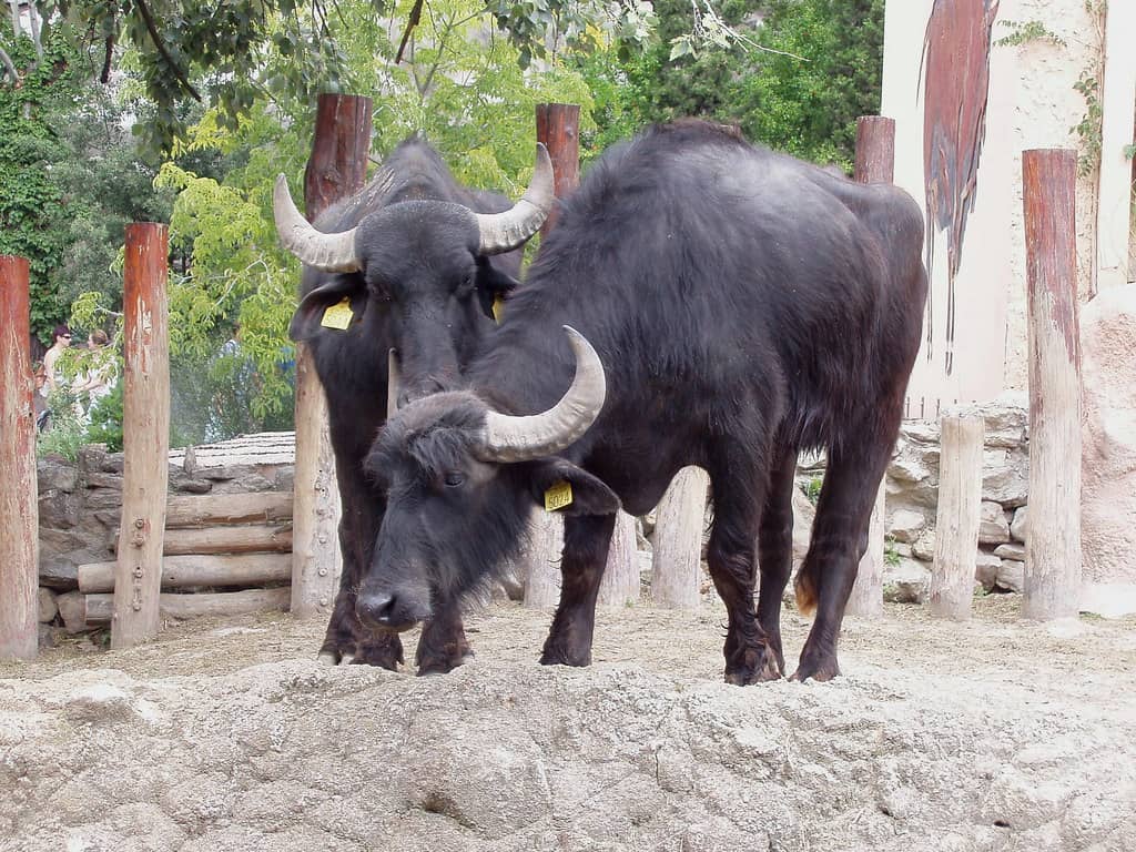 Exotic Animal Exhibits