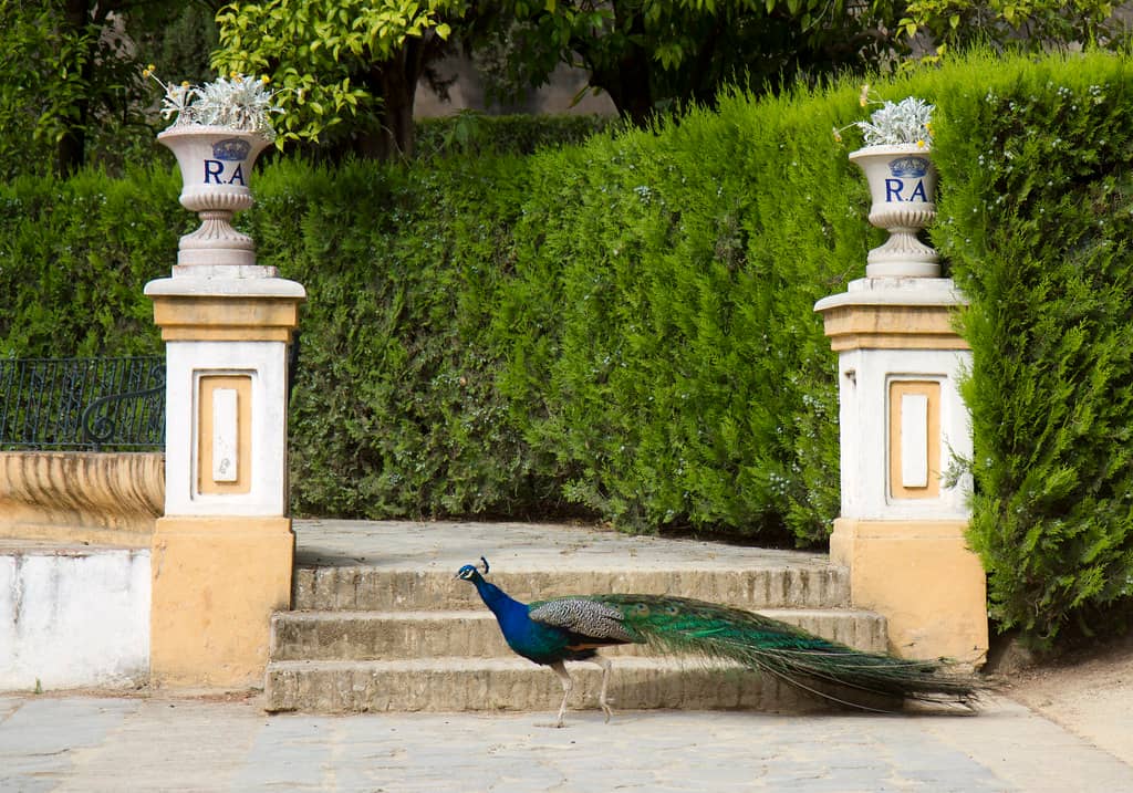 Palace Grounds & Gardens