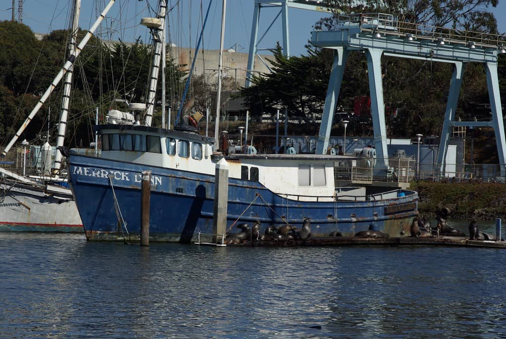 Whale Watching Adventures