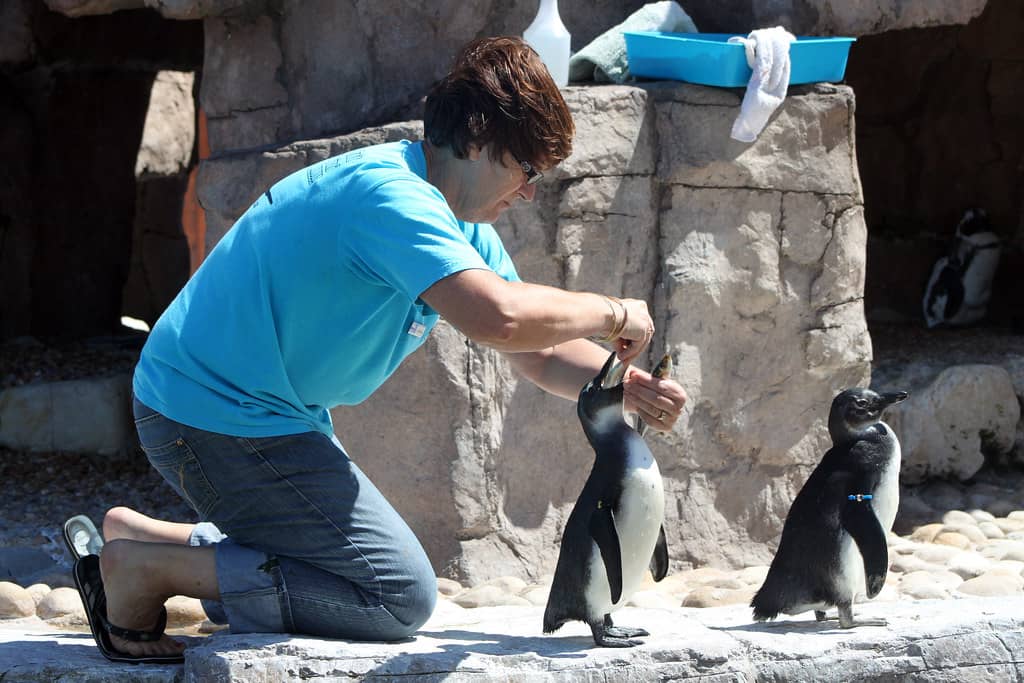 Penguin Feeding