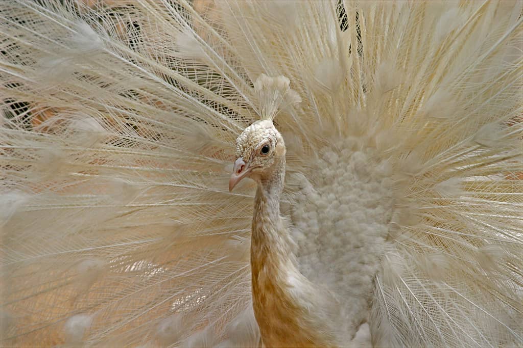 White Peacock Sighting