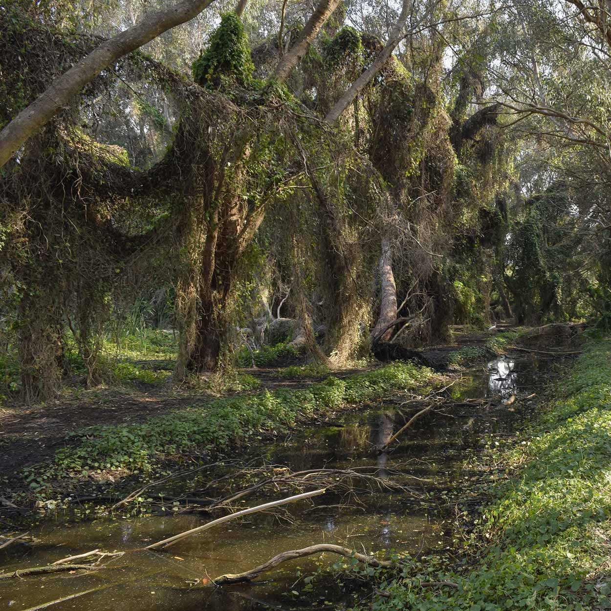 The Whale Playground