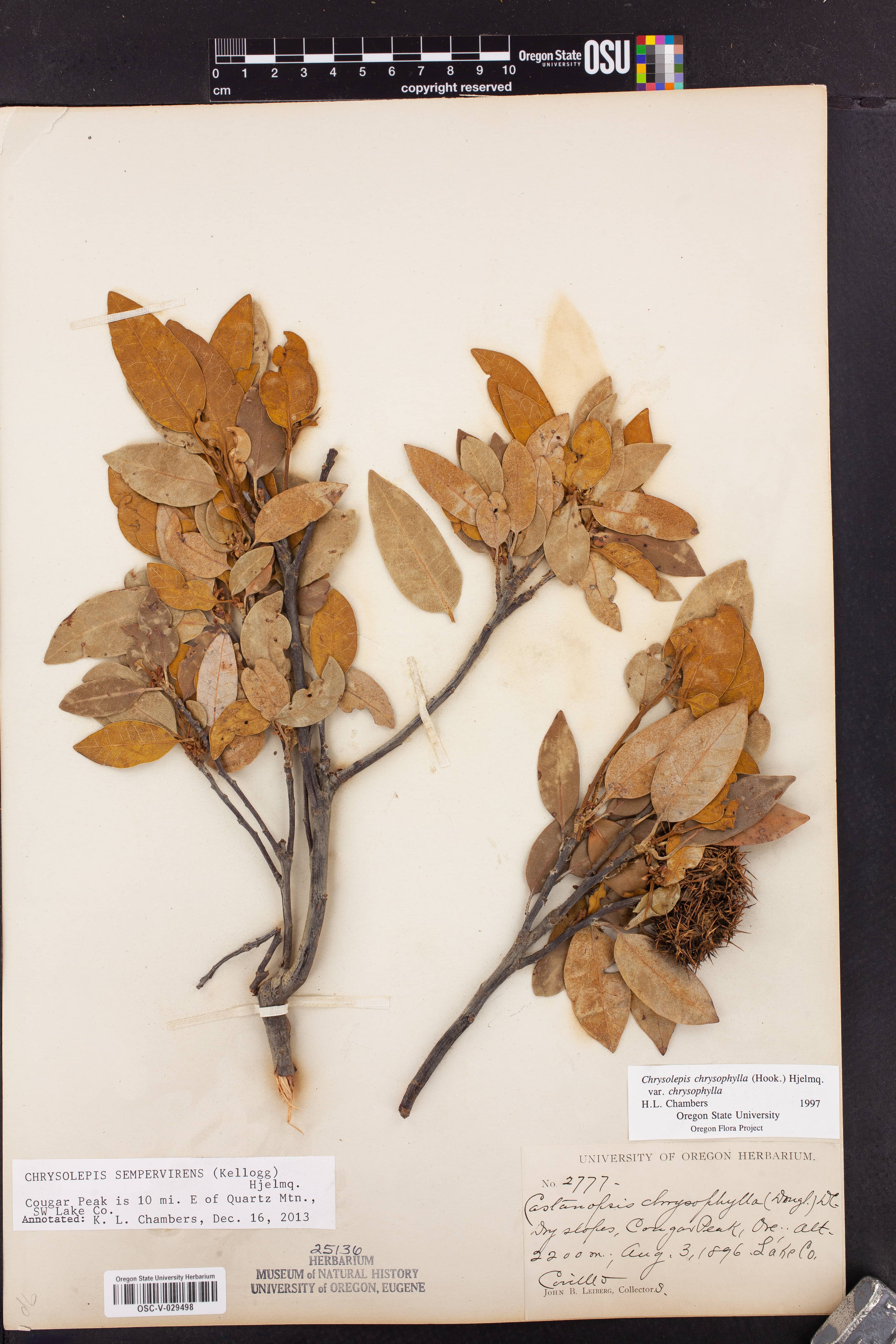 Lakeside Picnic & BBQ