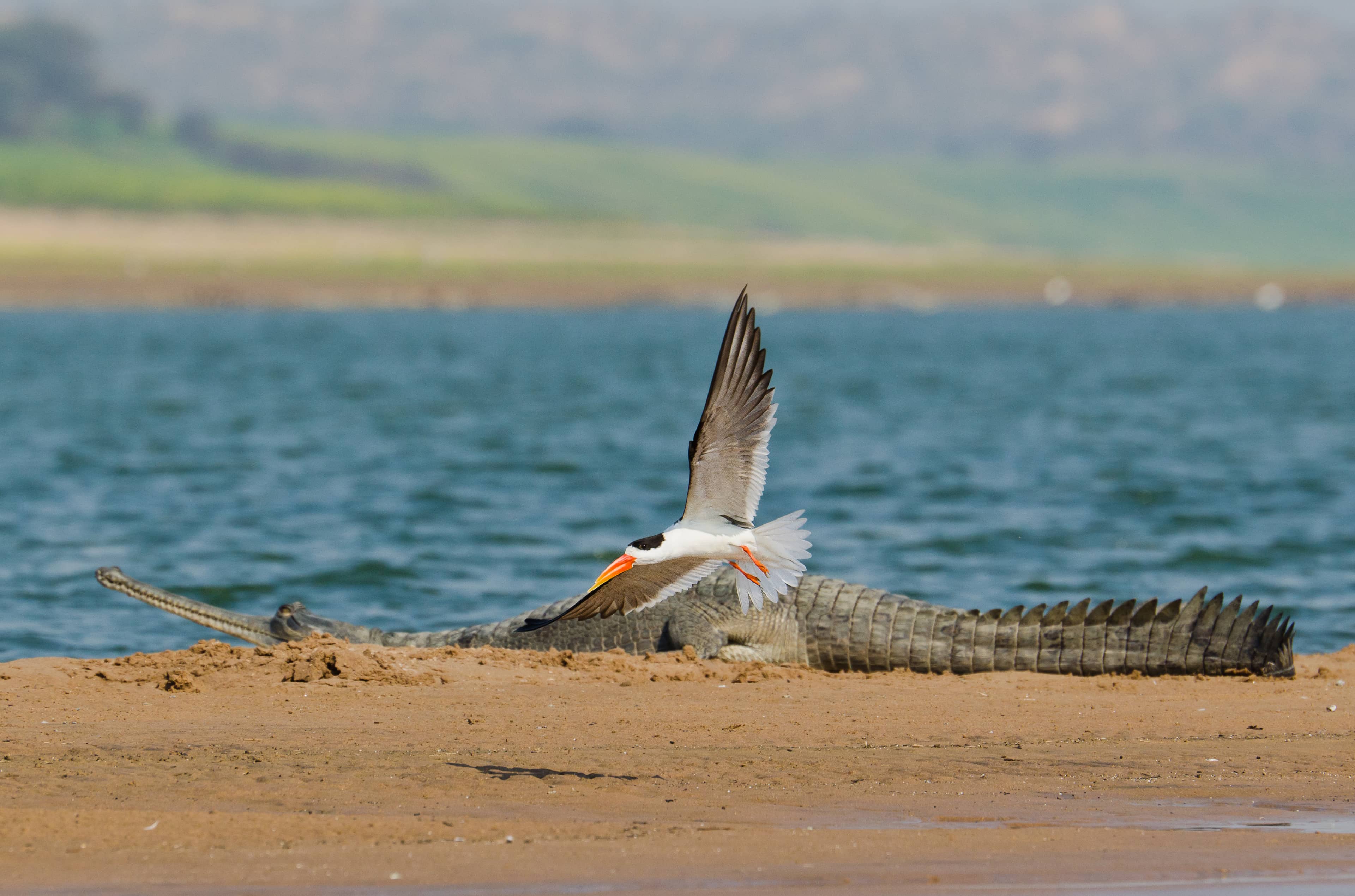 Birdwatching Paradise