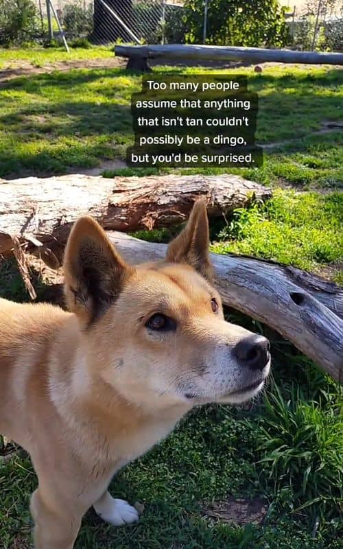Social content