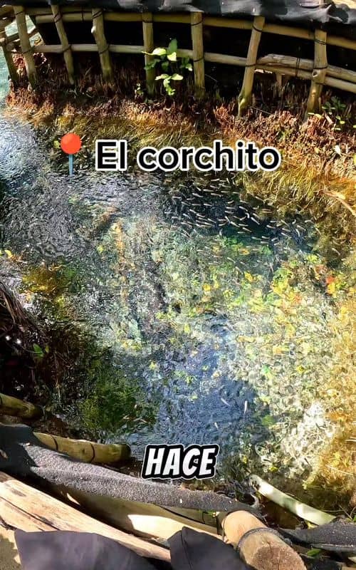 Social content