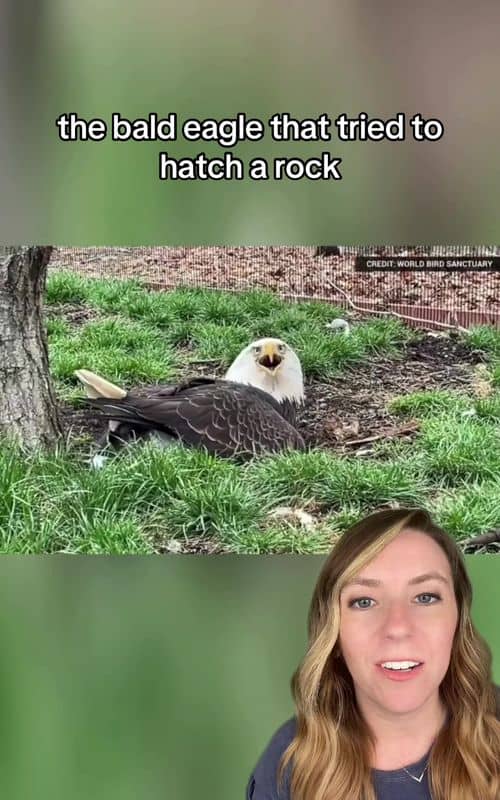 Social content