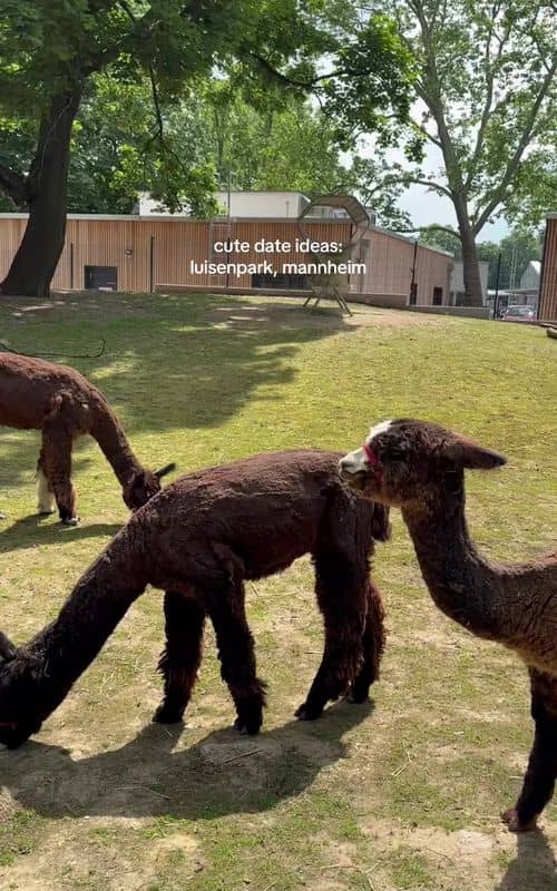 Social content