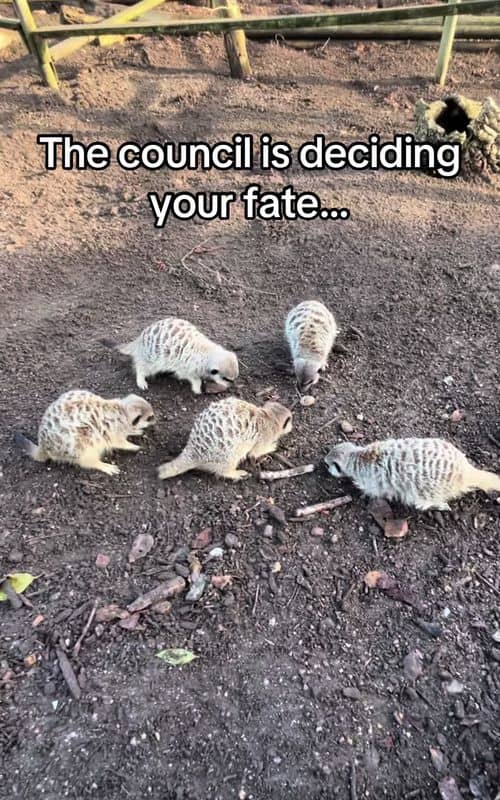 Social content