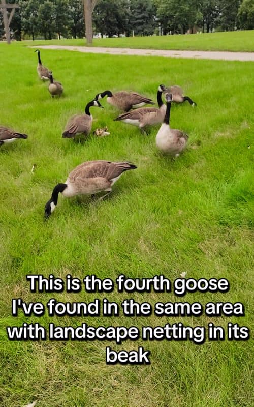 Social content