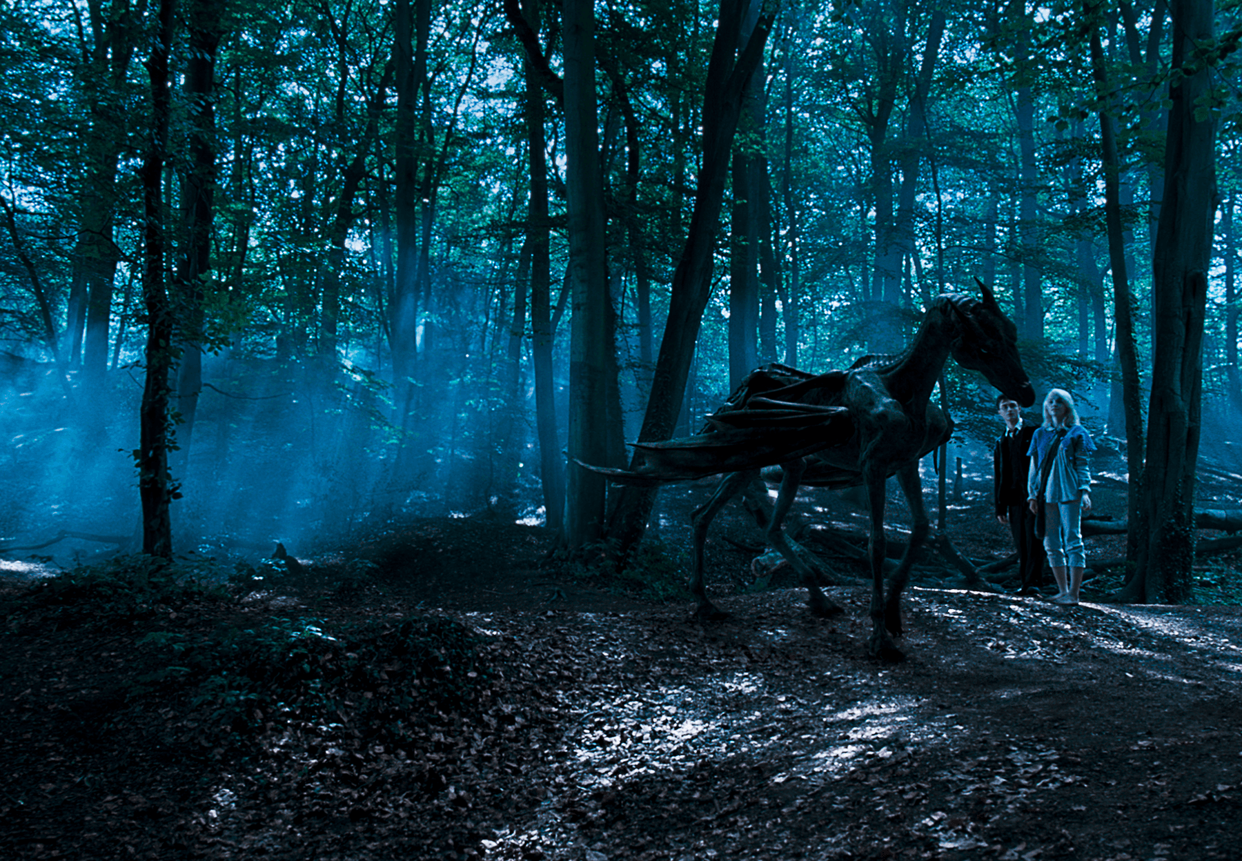 The 'Forbidden Forest' Vibe