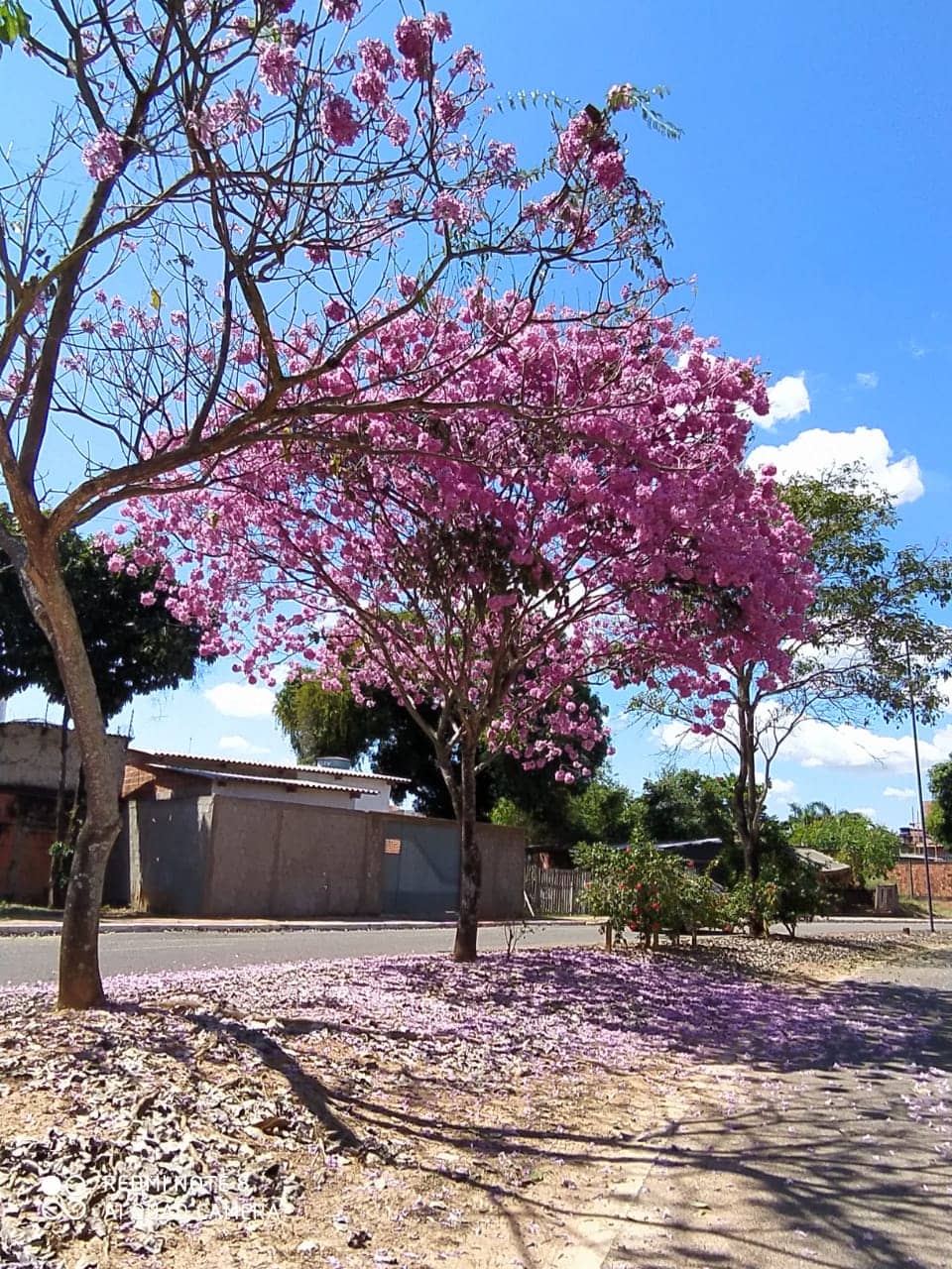 Ipê Trees