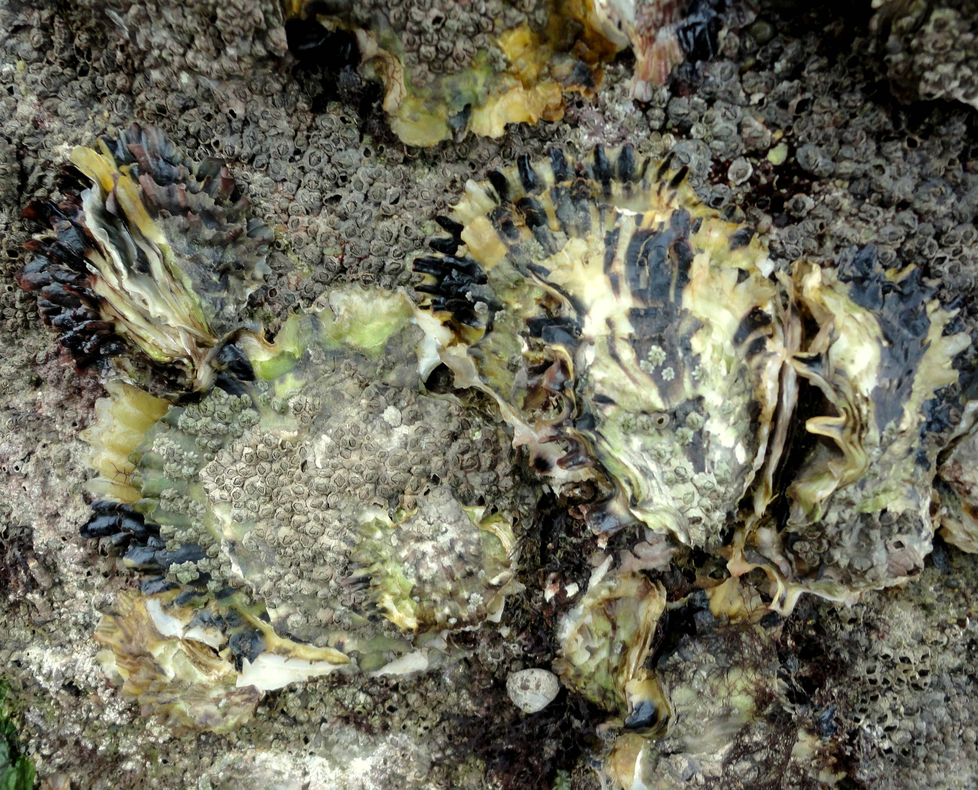 Rock Pooling Adventures