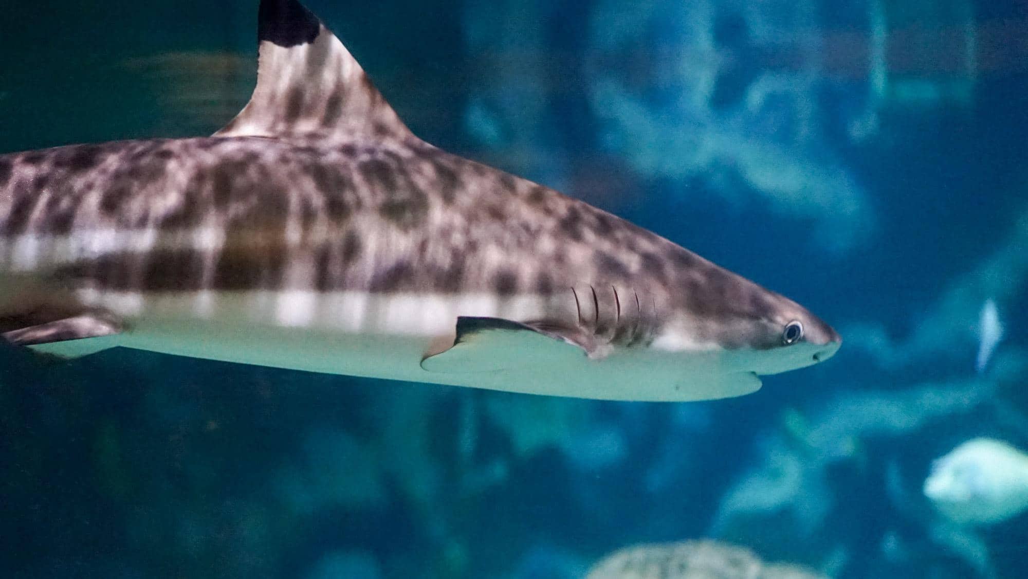Sharks and Dogfish
