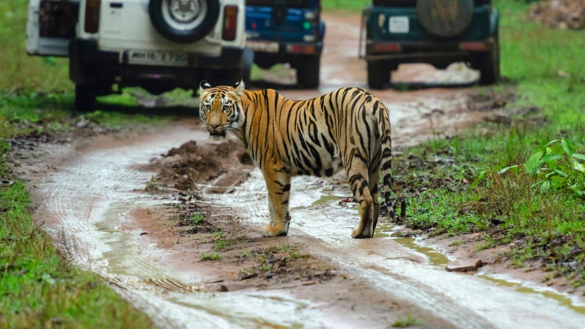 Lion & Tiger Safari