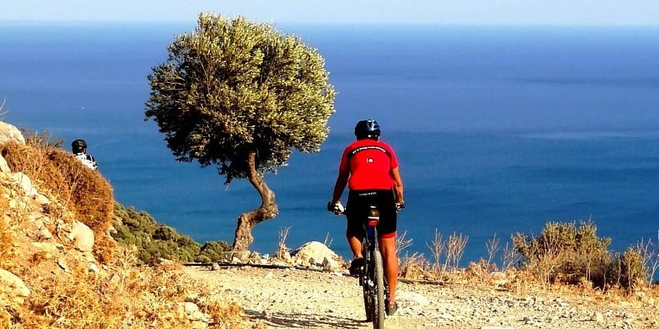 Scenic Olive Groves