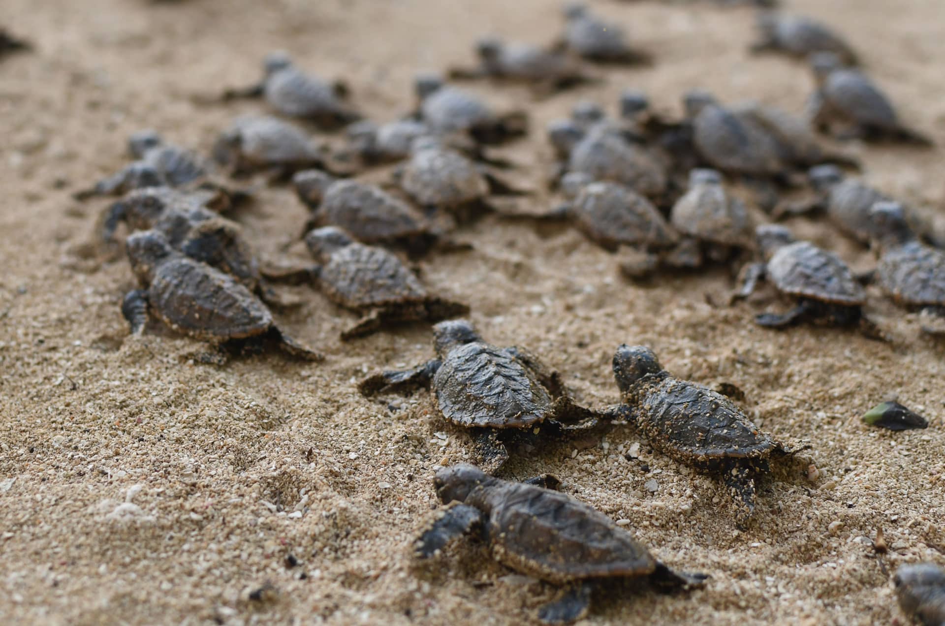 Turtle Nesting Observation