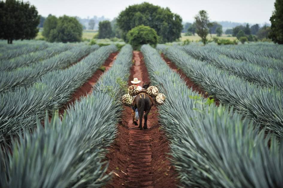 Agave Fields