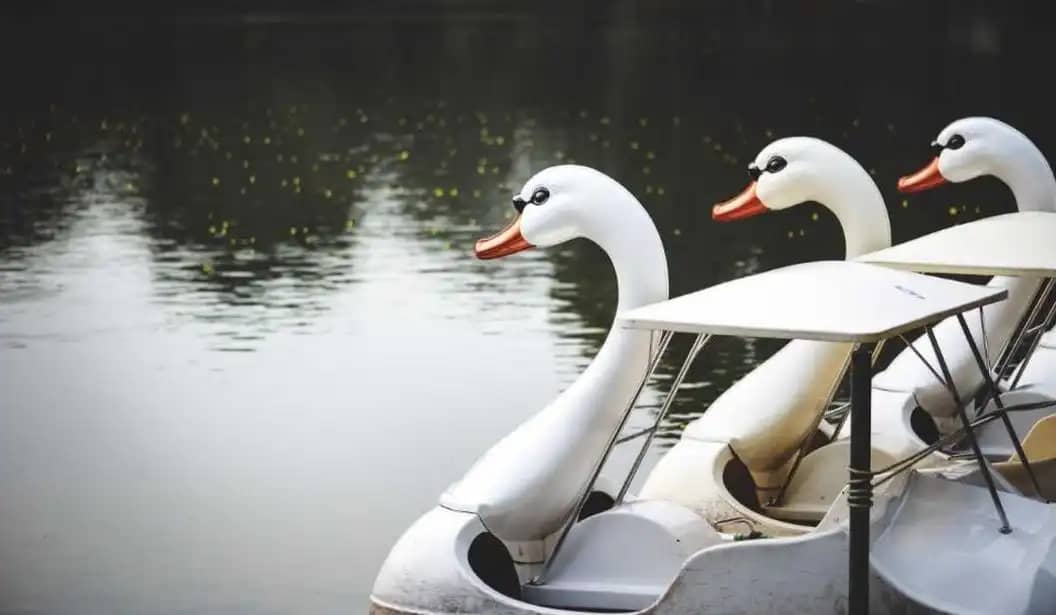 Pedal Boat Rides