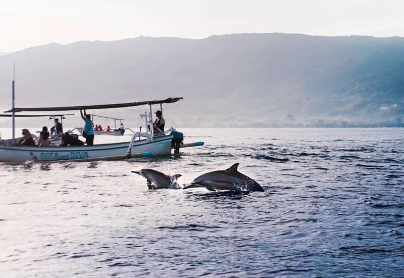 Dolphin Spotting