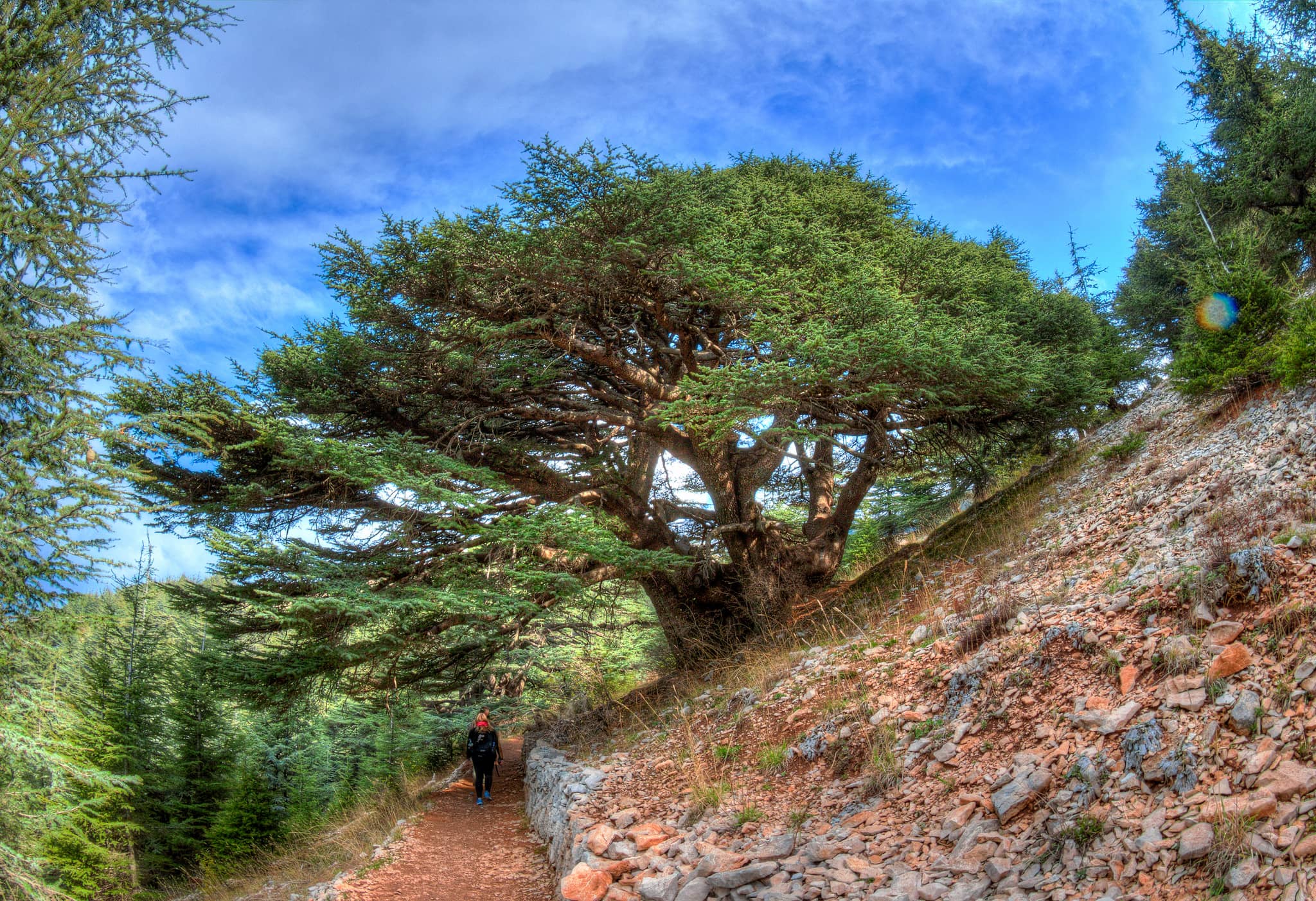 Lamartine Cedar Tree