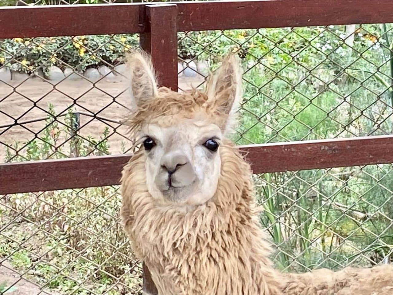 Flora and Fauna Exhibit