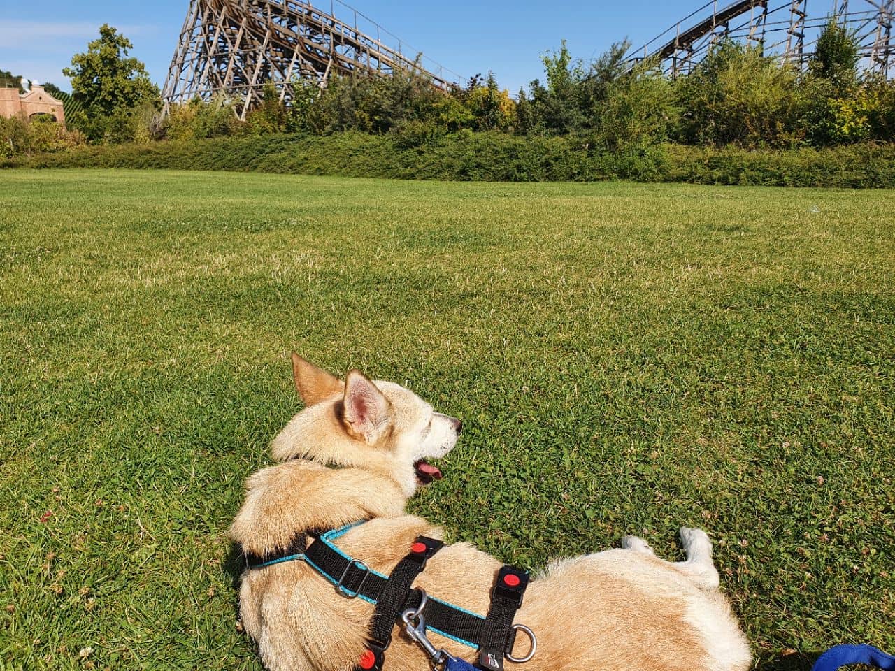 Dog Training Area