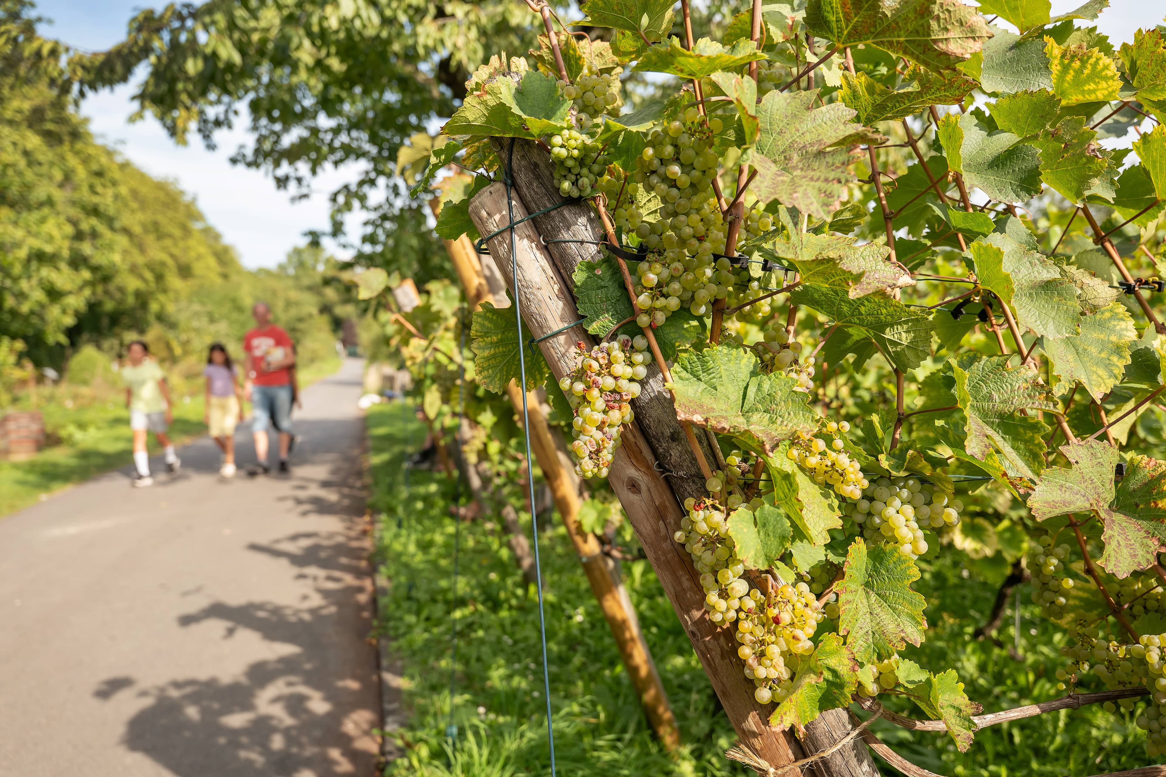 Frankfurt's Last Vineyard