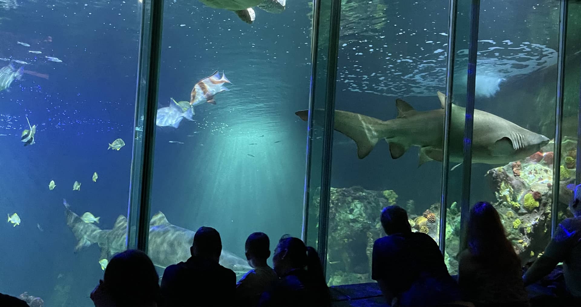 Diverse Marine Life Exhibits