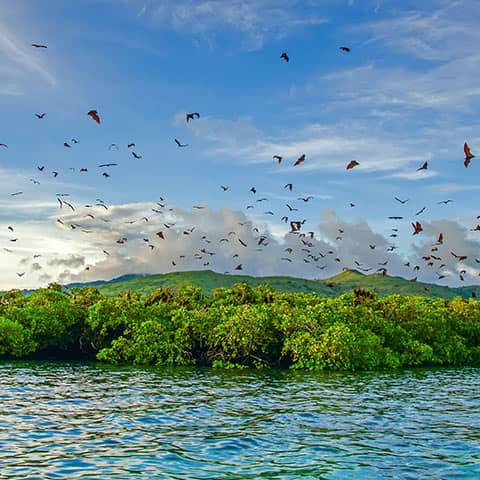 Mangrove Forest Scenery