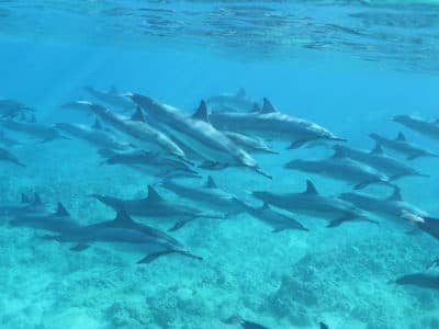Dolphin Sightings