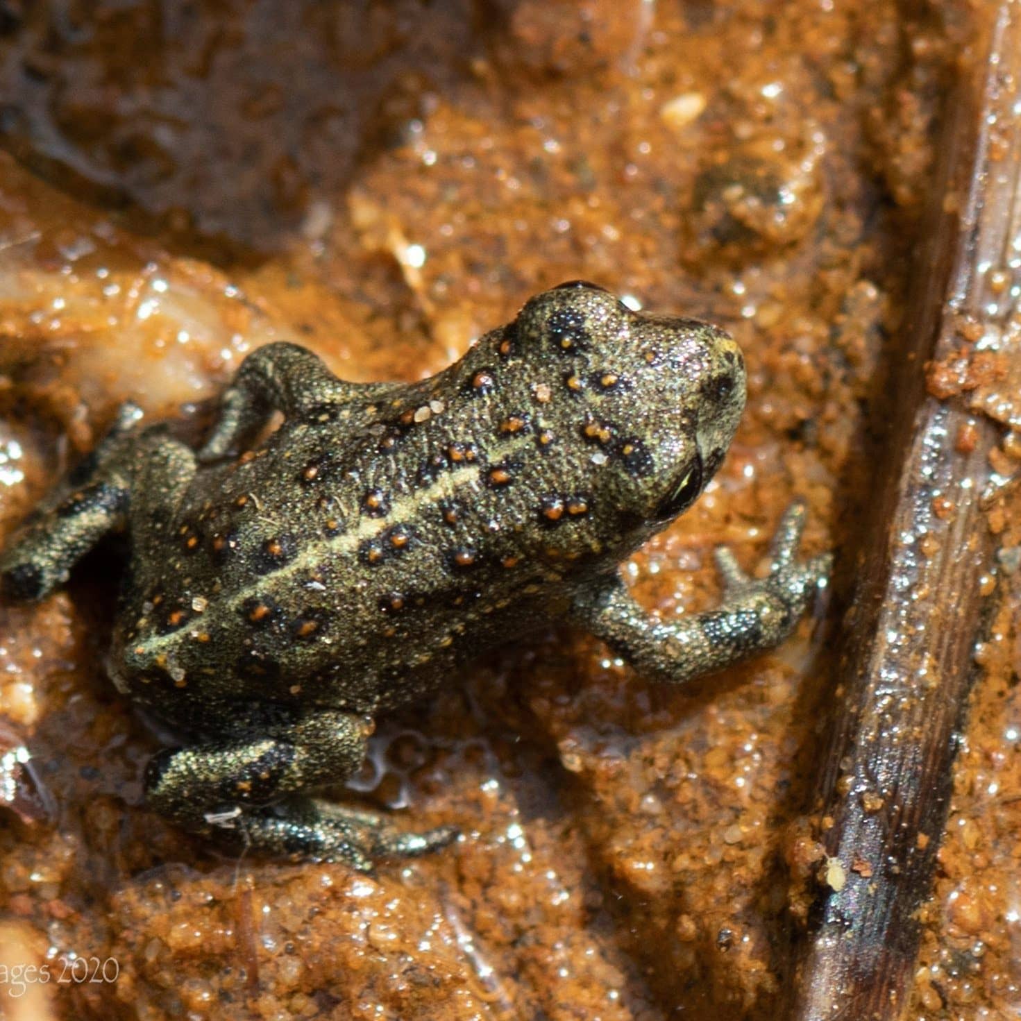 Natterjack Toads