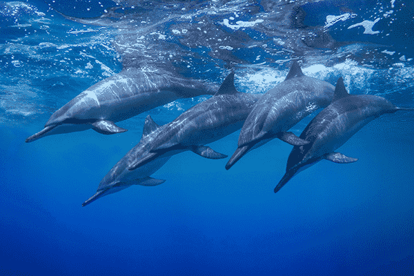 Dolphin Encounters
