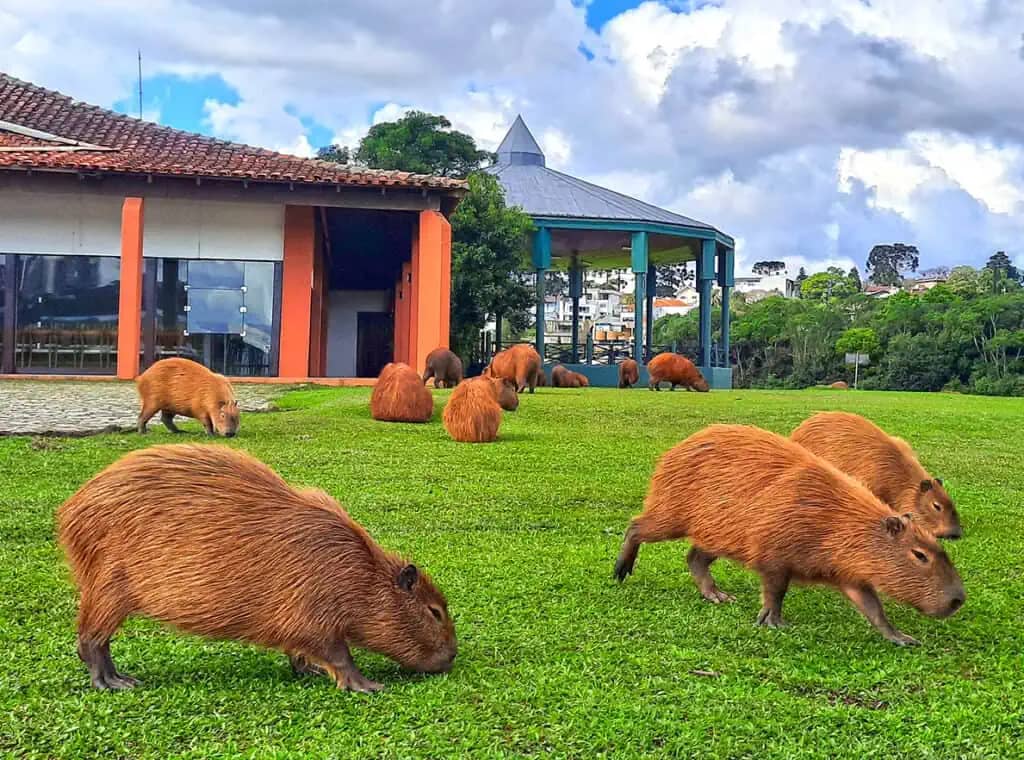 Capybara Spotting at Parque Barigui