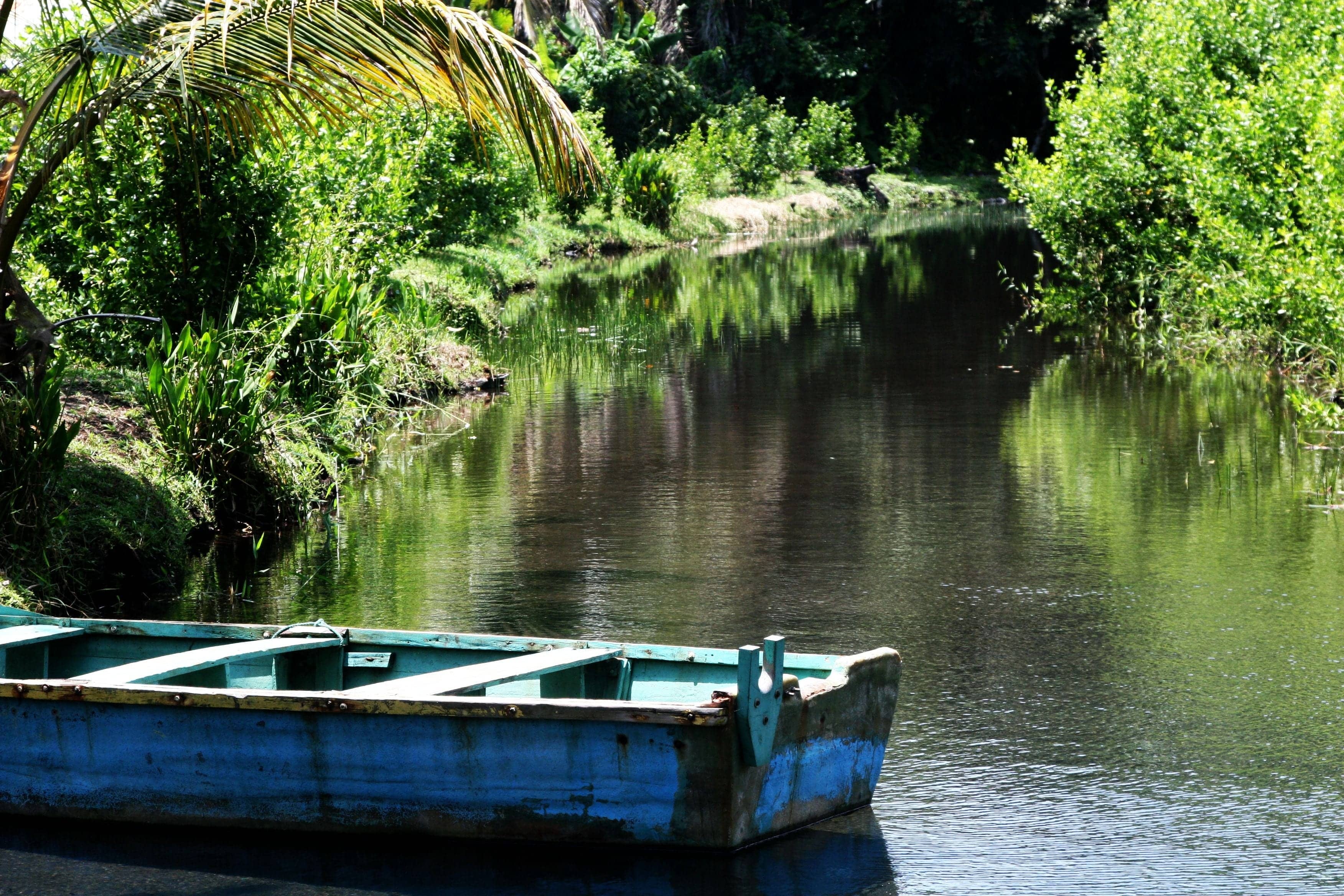 Lush Tropical Landscape