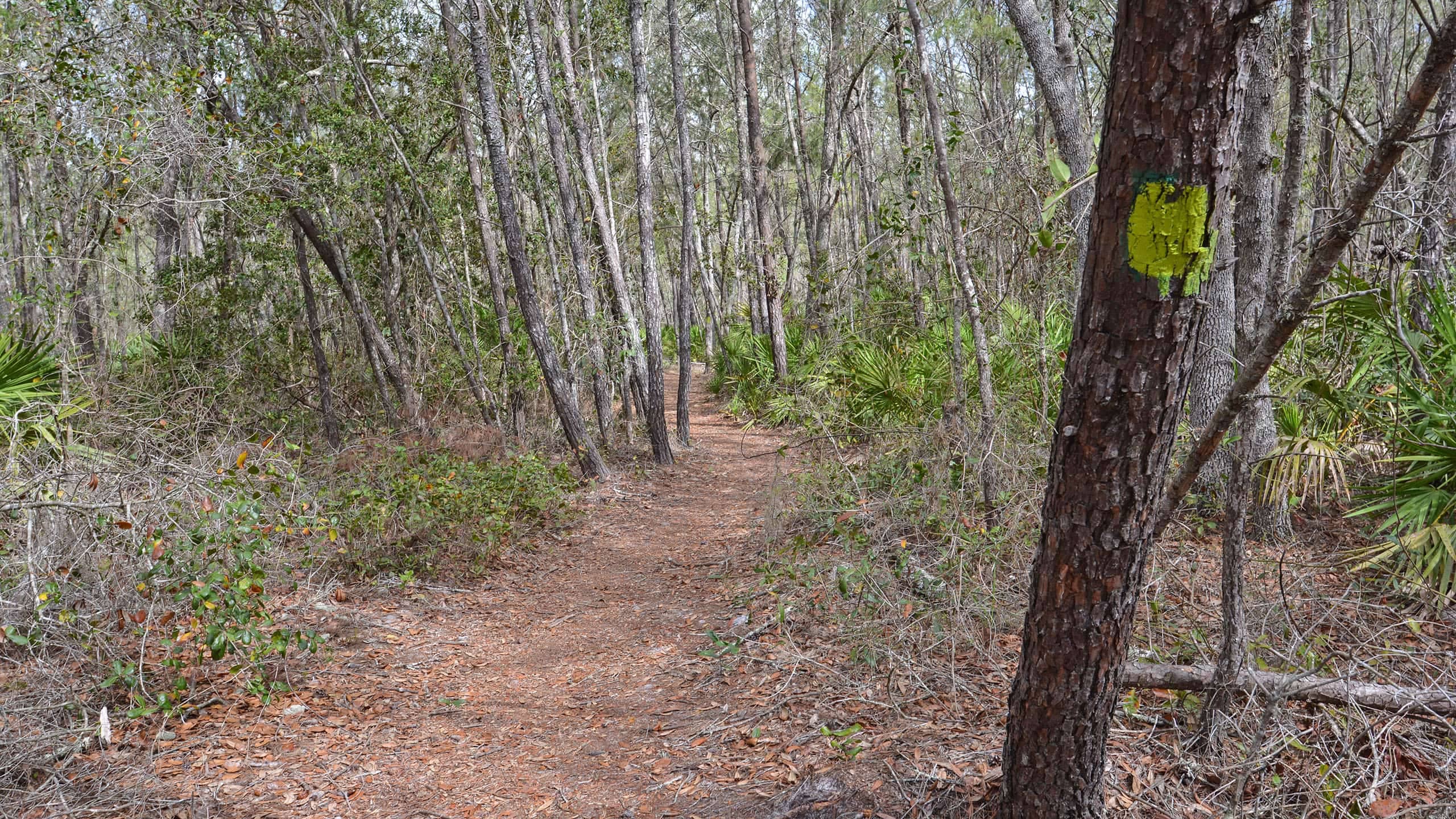 Buncombe Hill Hiking Trail