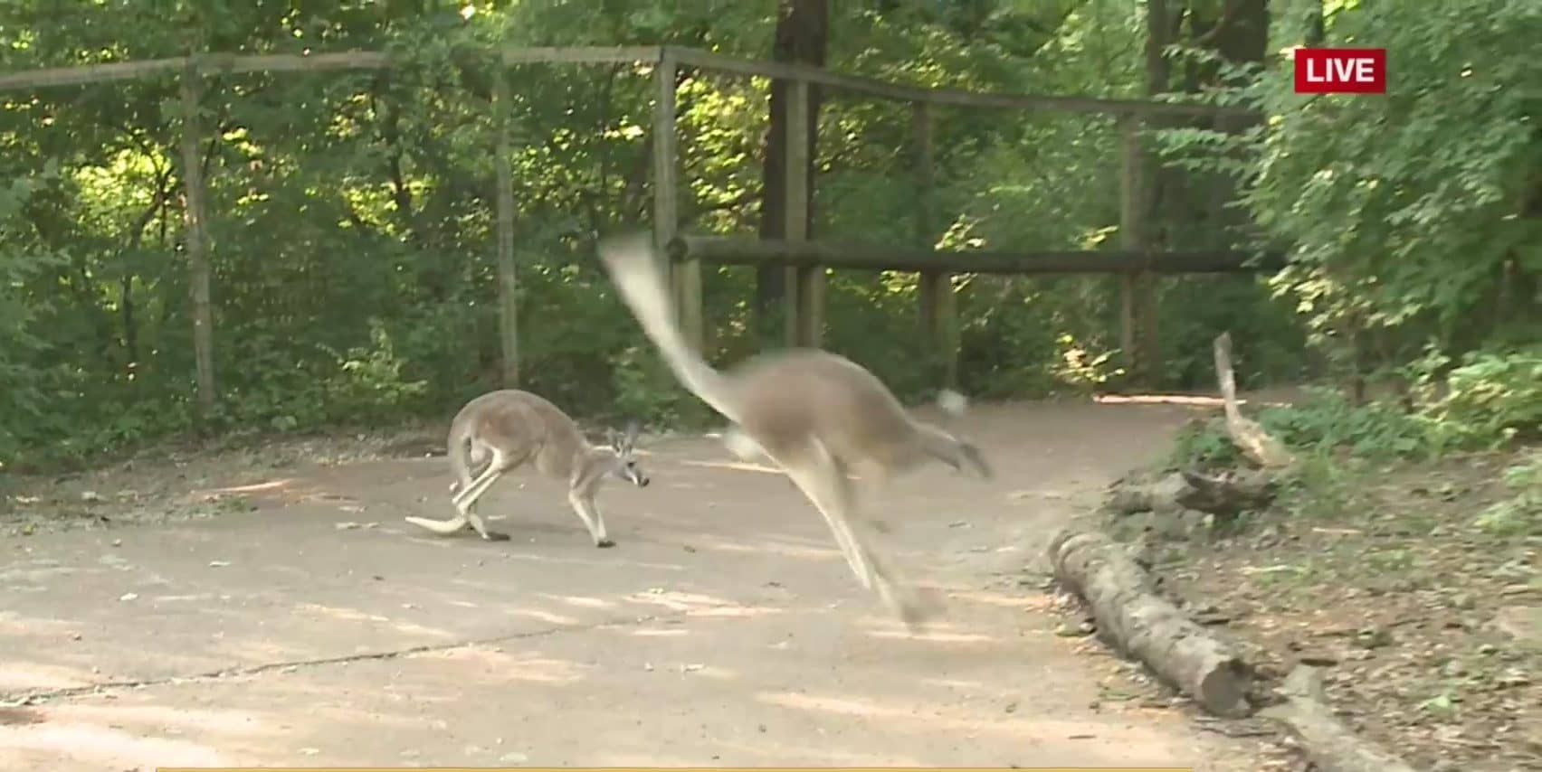 Free-Roaming Kangaroos