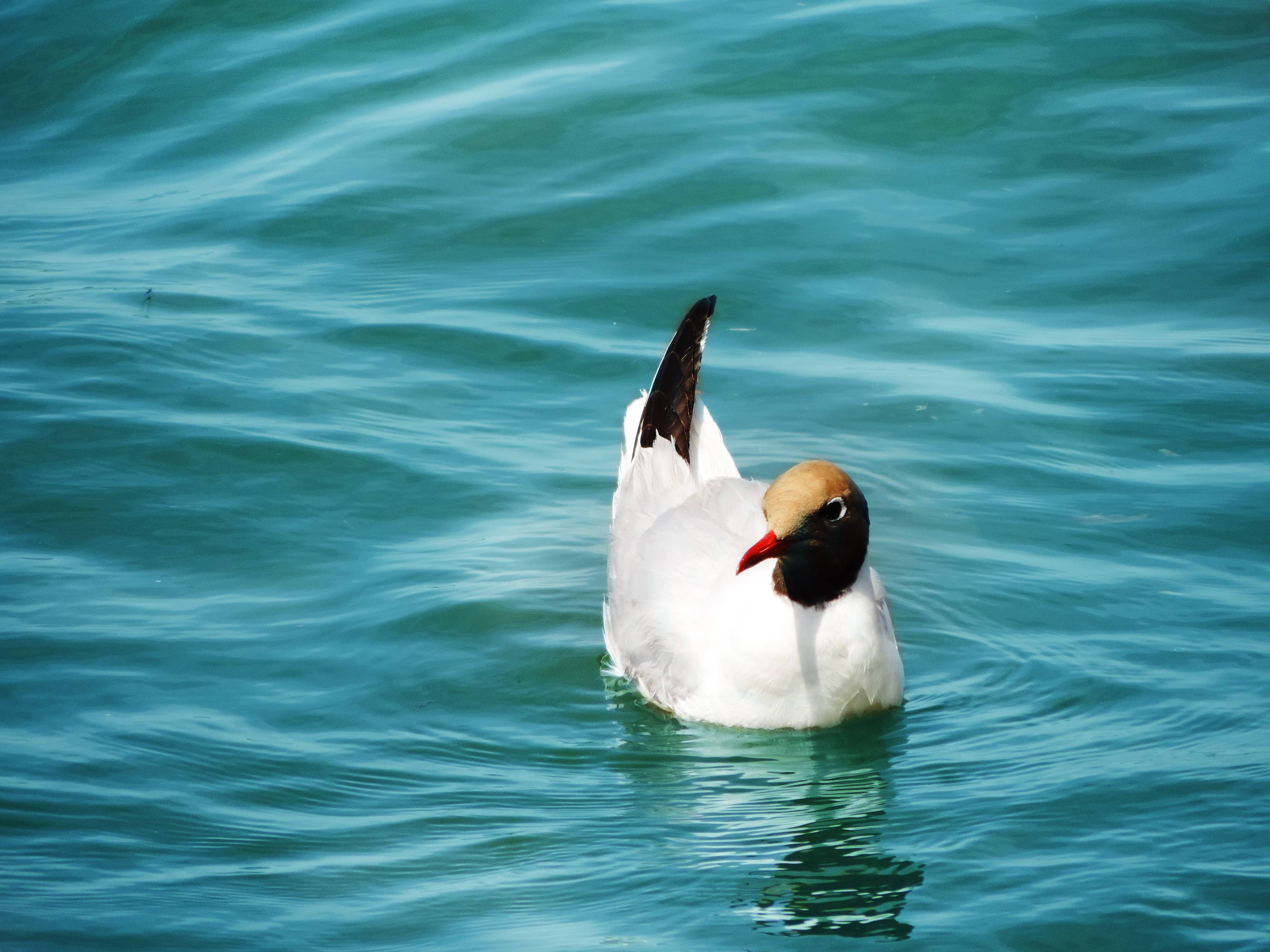 Abundant Marine Life