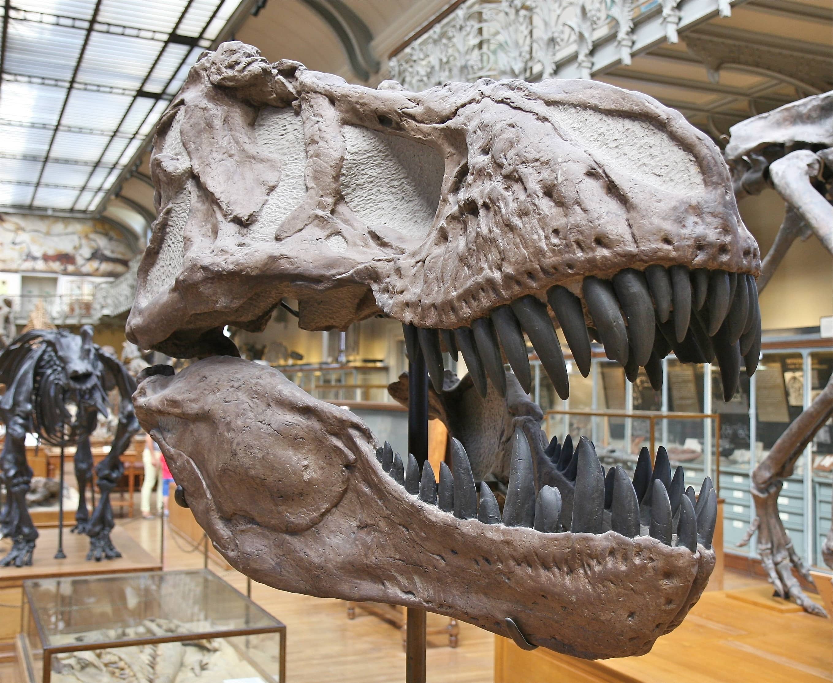 Dinosaur & Emergency Services Exhibits