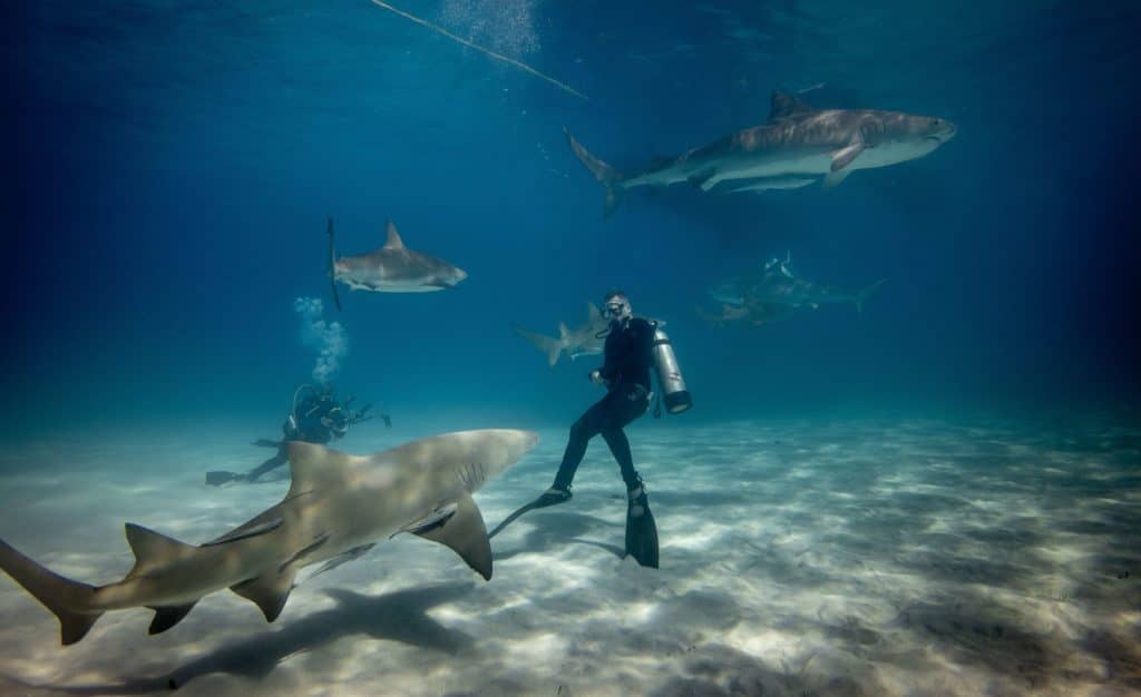 Shark Cage Encounter