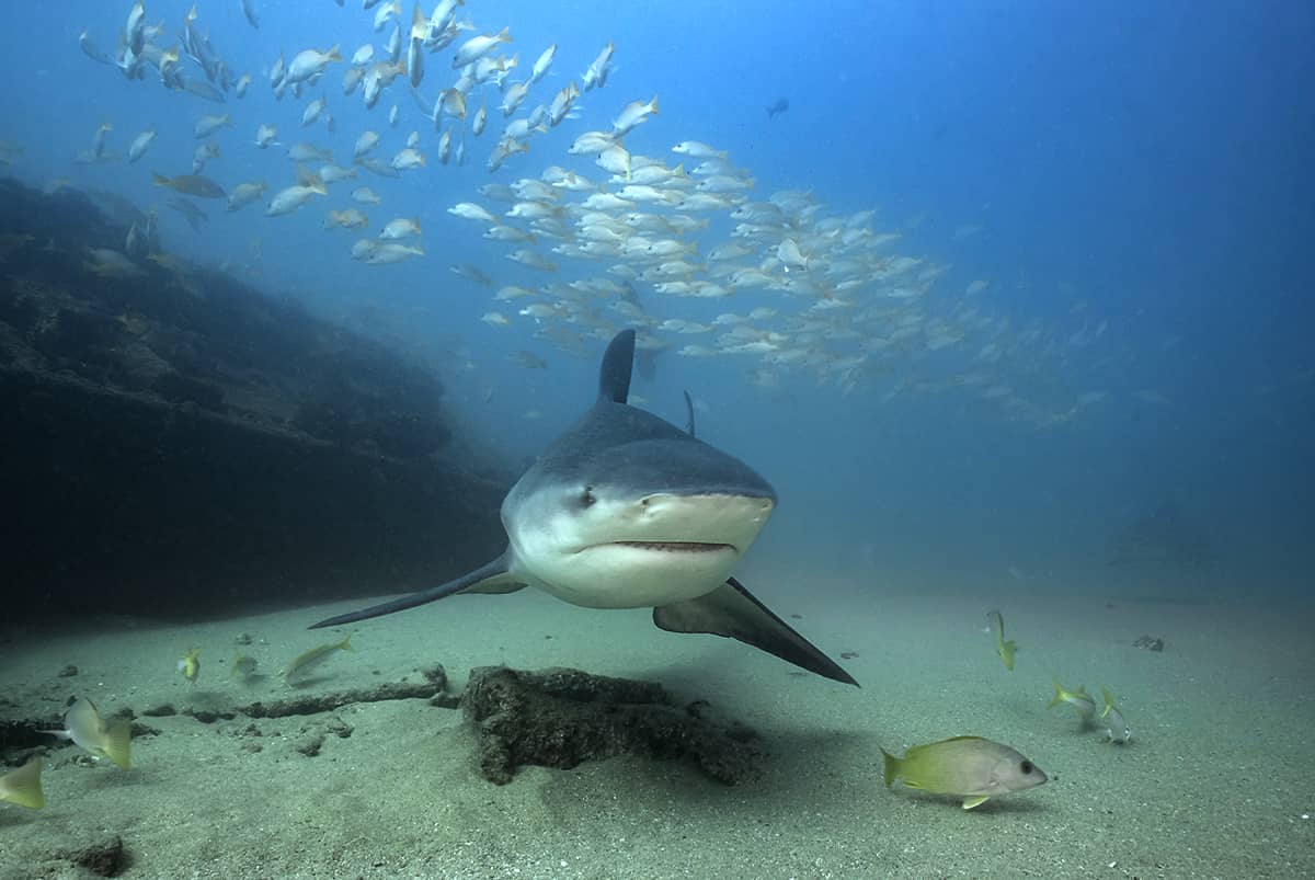 Bull Shark Sightings
