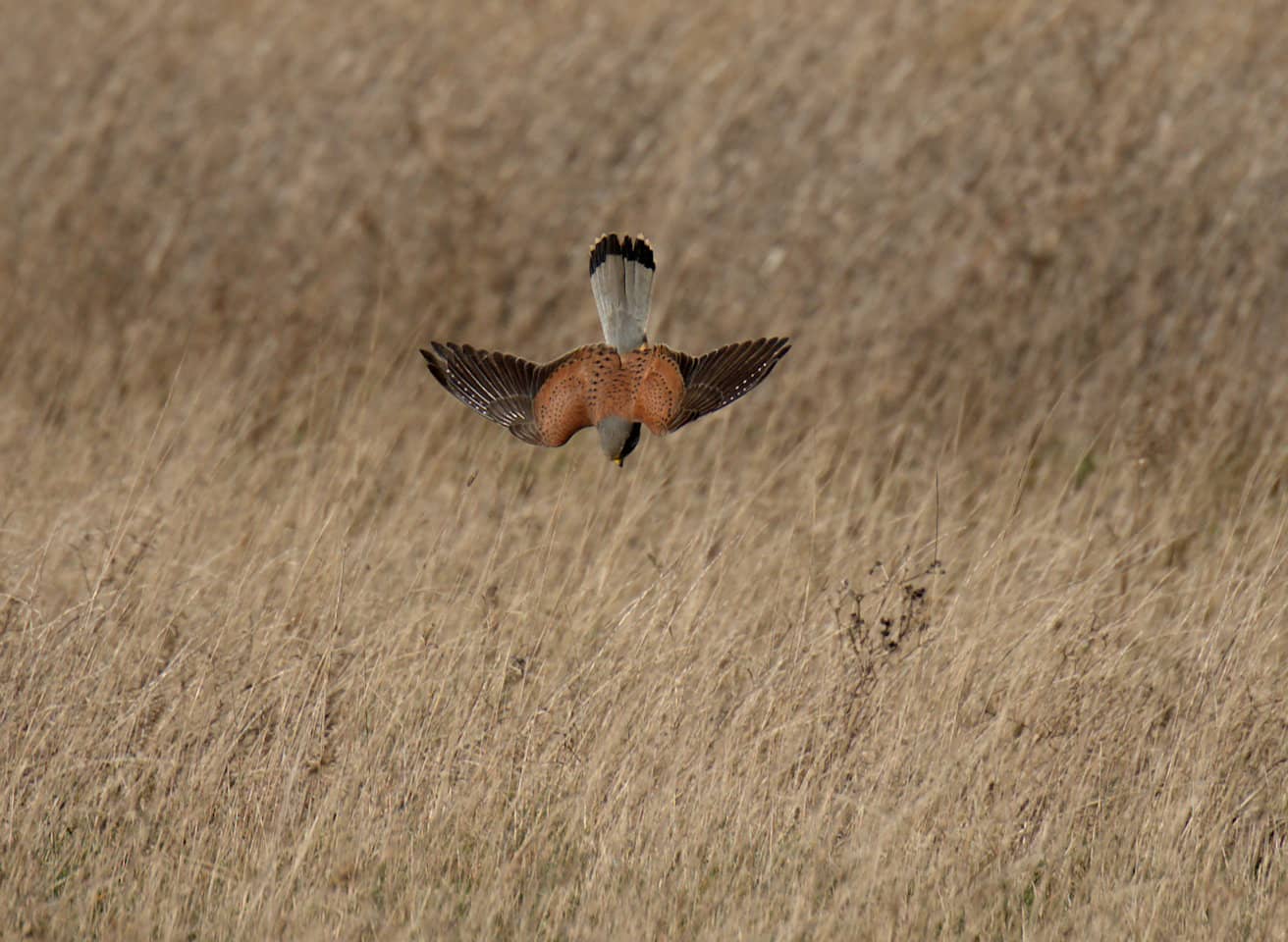 Kestrel Haven