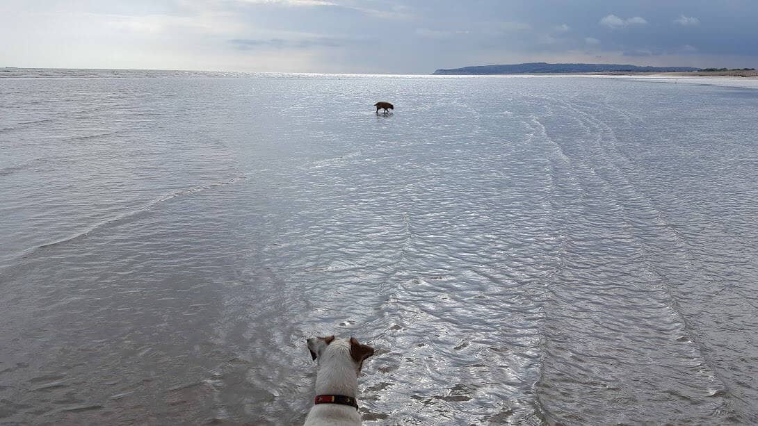 Dog-Friendly Freedom