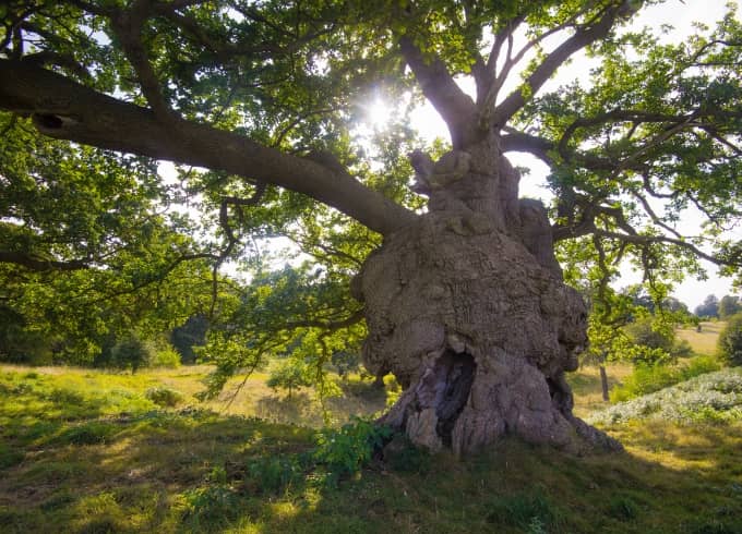 Elizabeth I's Oak Tree