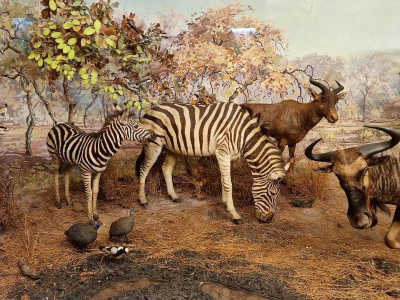 Wildlife Dioramas