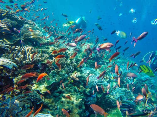 Vibrant Underwater World