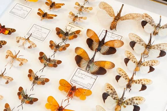 Insect & Fossil Collections