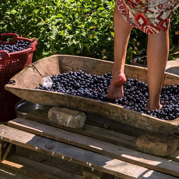 Grape Stomping (Seasonal)