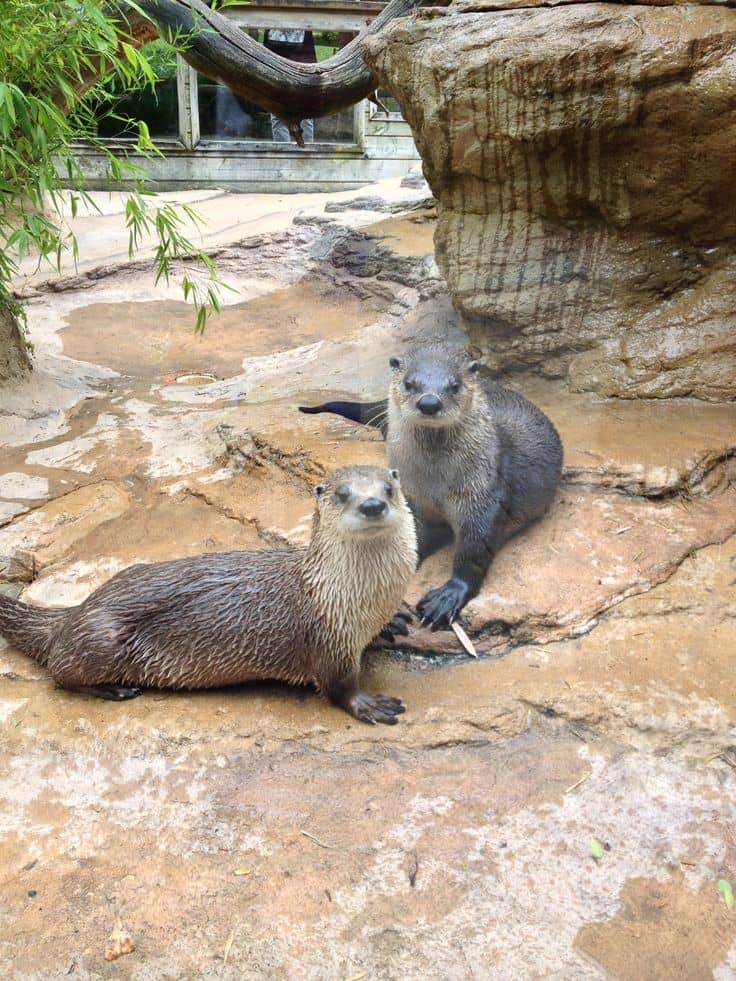 Otter Watching