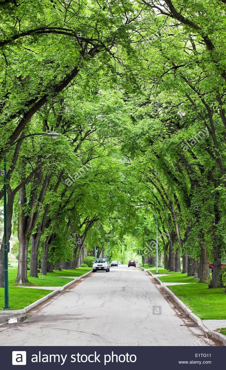 Tree-Lined Streets